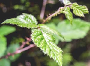 nettle leaves